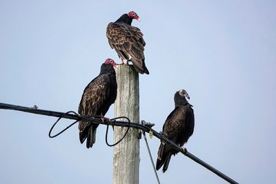 Urubu  tte rouge / Turkey Vulture (Cathartes aura)