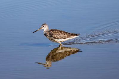 Grand chevalier / Greater Yellowlegs (Tringa melanoleuca)