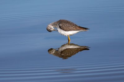 Grand chevalier / Greater Yellowlegs (Tringa melanoleuca)