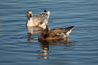 Oies des neiges (forme sombre et forme blanche) / Snow Geese (Chen caerulescens)