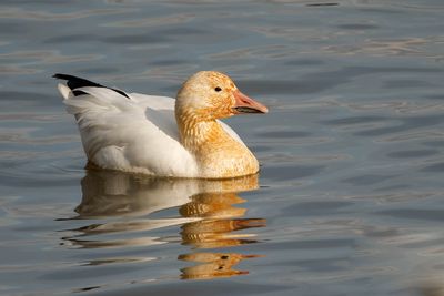 Oie des neiges / Snow Goose (Chen caerulescens)