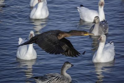 Cormoran à aigrettes / Double-crested Cormorant (Phalacrocorax auritus)