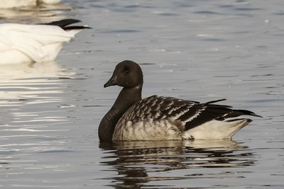 Bernache cravant (juvénile) / Brant (Branta bernicla)
