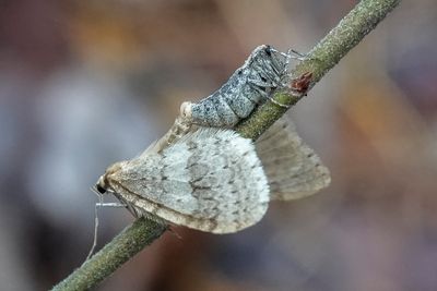 pirrite automnale / Autumnal Moth (Epirrita autumnata)