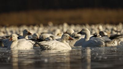 Oies des neiges / Snow geese (Chen caerulescens)