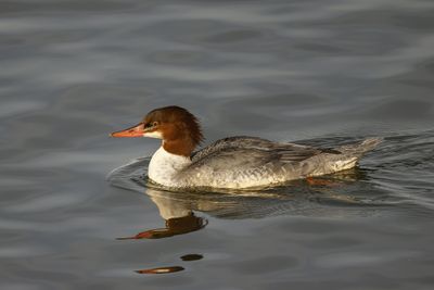 Grand Harle / Common Merganser (Mergus merganser)