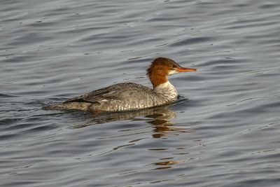 Grand Harle / Common Merganser (Mergus merganser)