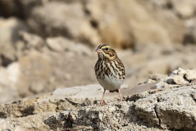 Bruant des prés / Savannah Sparrow (Passerculus sandwichensis)