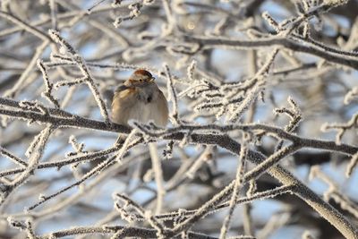 Bruant hudsonien / American Tree Sparrow (Spizella arborea)