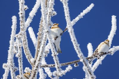 Plectrophane des neiges / Snow Bunting (Plectrophenax nivalis)