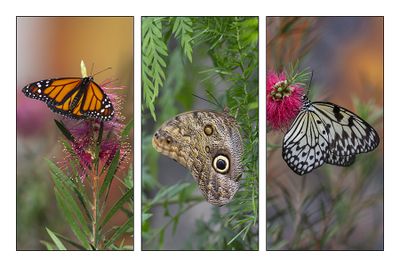 Papillons en libert - Butterflies Go Free