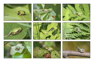 Rainette versicolore / Grey Treefrog (Hyla versicolor)
