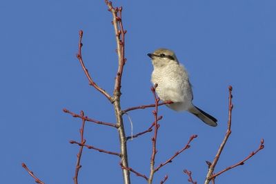 Pie-grièche boréale / Northern Shrike (Lanius borealis)