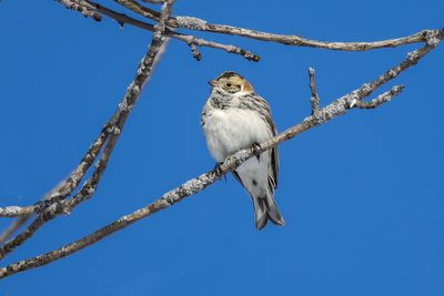 Plectrophane lapon / Lapland Longspur (Calcarius lapponicus)