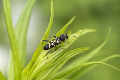 Longicorne des champs / Round-necked Longhorn Beetle (Clytus ruricola)