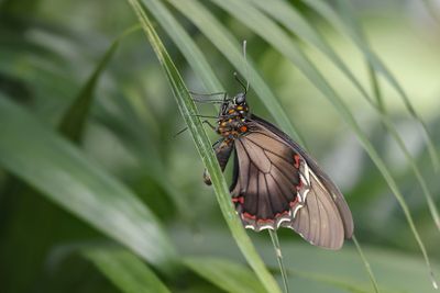 Voilier polydamas / The Gold Rim Swallowtail (Battus polydamas)