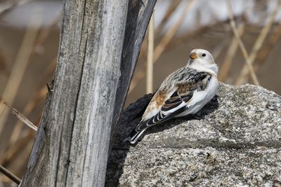 Plectrophane des neiges / Snow Bunting (Plectrophenax nivalis)