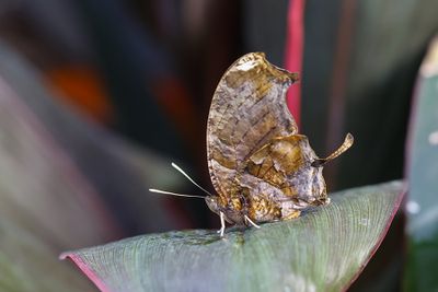 Consul fabius / Tiger Leafwing (Consul fabius)