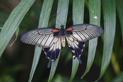 Porte-queue Iowi / Great Yellow Mormon (Papilio iowi)