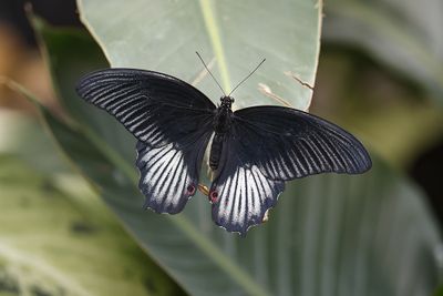 Porte-queue carlate / Scarlet Mormon male (Papilio rumanzovia)