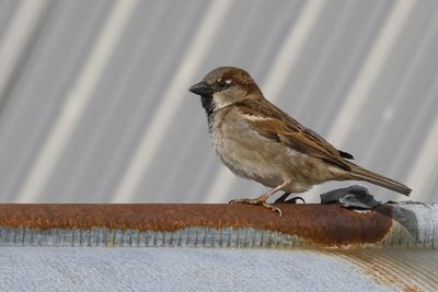 Moineau domestique / House Sparrow (Passer domesticus)