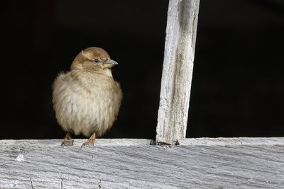 Moineau domestique / House Sparrow (Passer domesticus)