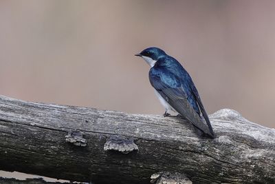 Hirondelle bicolore / Tree Swallow (Tachycineta bicolor)