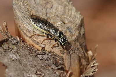 Tenthrde ou mouche  scie / Keeled Pine Spinner (Acantholyda posticalis)