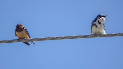 Hirondelle rustique / Barn Swallow (Hirundo rustica) - Hirondelle bicolore / Tree Swallow (Tachycineta bicolor)