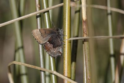 Lutin des bleuets / Henry's Elfin (Callophrys henrici)