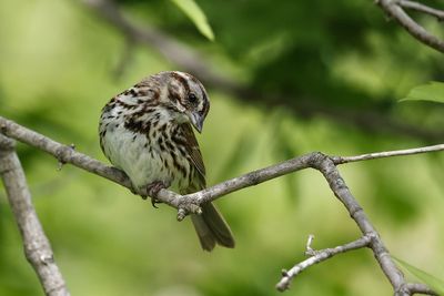 Bruant chanteur / Song Sparrow (Melospiza melodia)