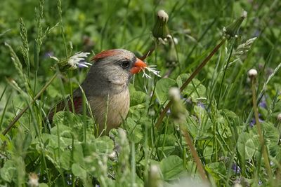 Oiseaux - Birds