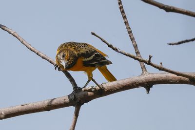 Oriole de Baltimore / Baltimore Oriole female (Icterus galbula)