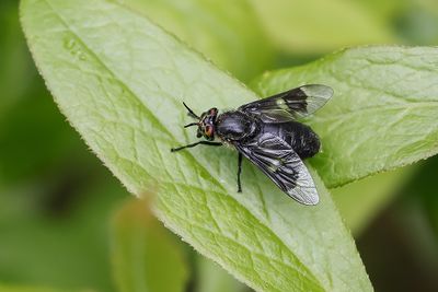 Mouche à chevreuil / Black Deer Fly (Chrysops niger)