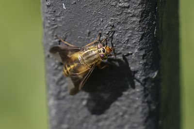 Mouche à chevreuil / Deer Fly (Chrysops sp.)
