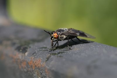 Mouche à chevreuil / Black Deer Fly (Chrysops niger)