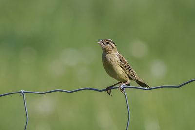 Goglu des prés / Bobolink female ((Dolichonyx oryzivorus)