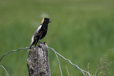 Goglu des prés / Bobolink male ((Dolichonyx oryzivorus)
