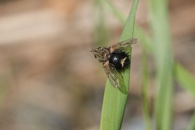 Mouche tachinaire / Early Tachinid Fly (Epalpus signifer)