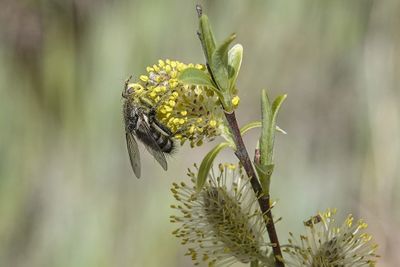 Mouche tachinaire / Tachinid Fly (Tachinomyia variata)