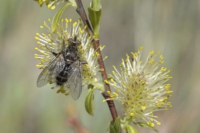 Mouche tachinaire / Tachinid Fly (Tachinomyia variata)