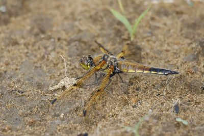 La quadrimacule / Four-spotted Skimmer (Libellula quadrimaculata)