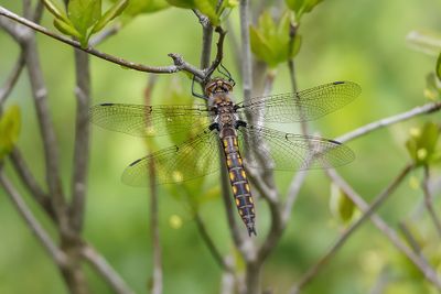 pithque canine / Beaver Baskettail (Epitheca canis)