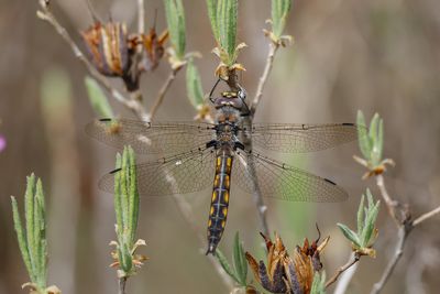 pithque canine / Beaver Baskettail (Epitheca canis)