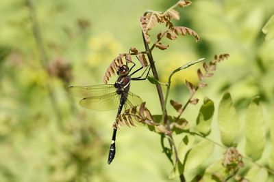 Macromie noire / Swift River Cruiser (Macromia illinoiensis)
