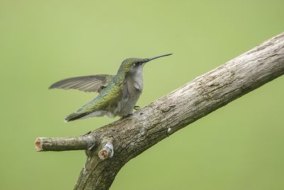 Colibri à gorge rubis / Ruby-throated Hummingbird (Archilochus colubris)