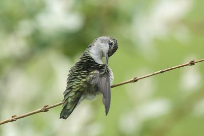 Colibri à gorge rubis / Ruby-throated Hummingbird (Archilochus colubris)
