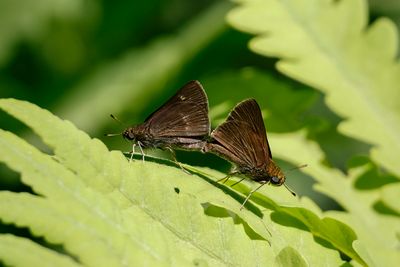 Hespérie rurale / Dun Skipper (Euphyes vestris)