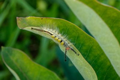 Chenille à houppes blanches / White-marked Tussock Moth (Orgyia leucostigma)