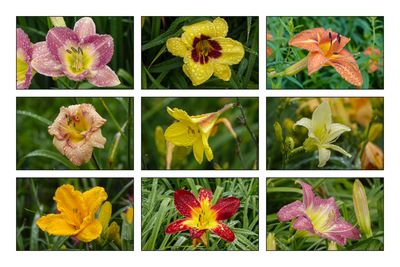Hmrocalles / Daylillies (Hemerocallis)
